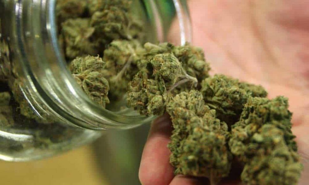 Reconoce ONU propiedades medicinales del cannabis. Noticias en tiempo real