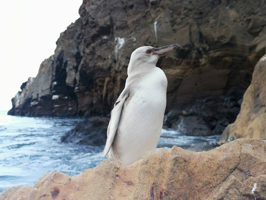 Avistan un raro pingüino blanco en Galápagos. Noticias en tiempo real