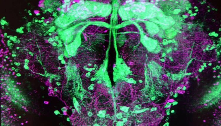 Desarrollan procesamiento de imágenes
