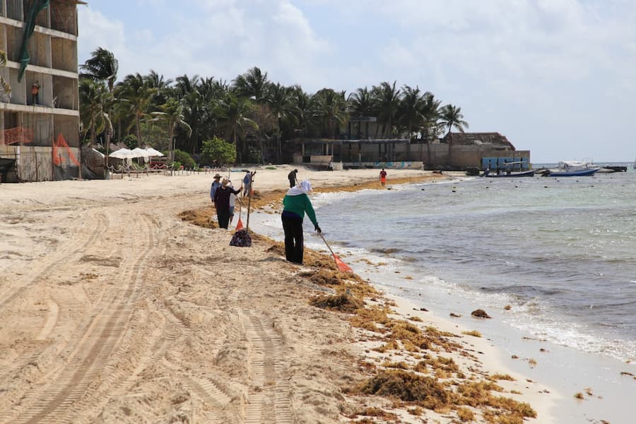 Continúa labor contra el recale de sargazo en Solidaridad