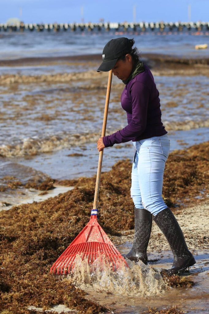 Gobierno de Solidaridad mantiene intensas tareas de limpieza y recolección de sargazo