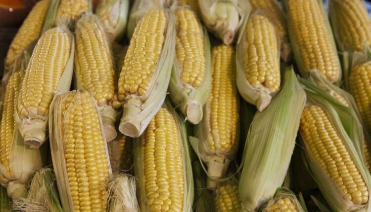 Senado aprueba reforma constitucional que prohíbe el cultivo de maíz transgénico