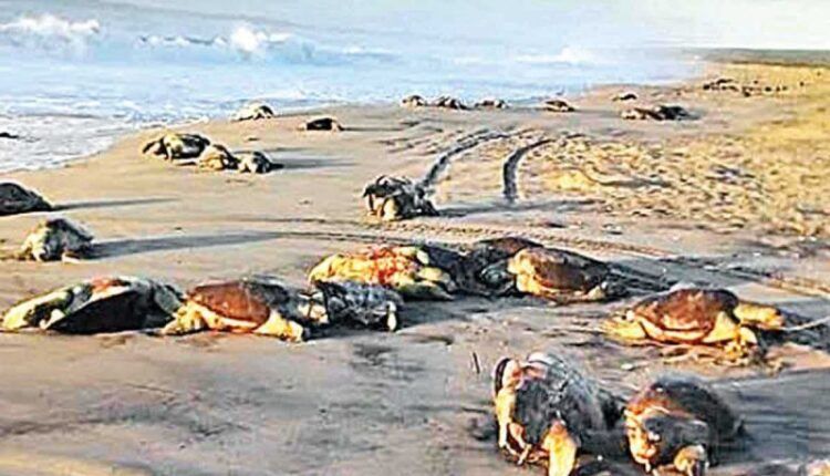 Tortugas Marinas, Guardianes de los Ecosistemas Costeros