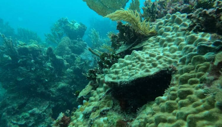 Participa IBANQROO en monitoreo de arrecifes de Mahahual y Parque Nacional de Xcalak