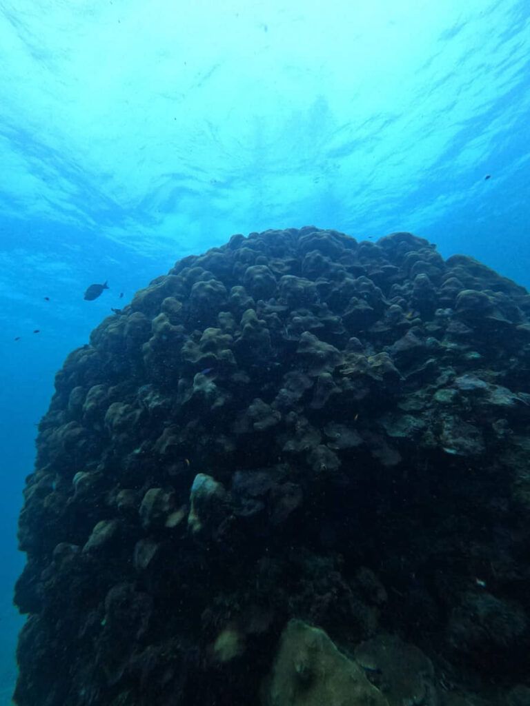 Participa IBANQROO en monitoreo de arrecifes de Mahahual y Parque Nacional de Xcalak