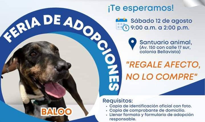 Gobierno municipal invita a la “Feria de Adopción”