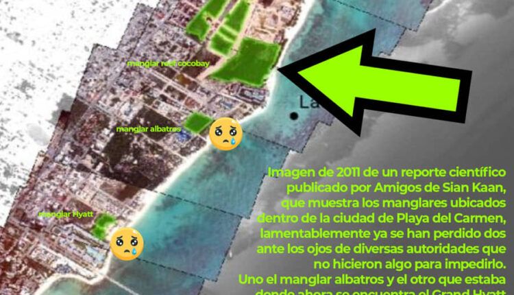 Manglar de Cocobay es monitoreado desde 2011