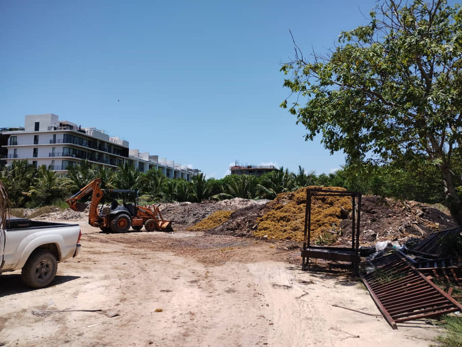 Acopian sargazo junto al manglar, se ve hasta por satélite