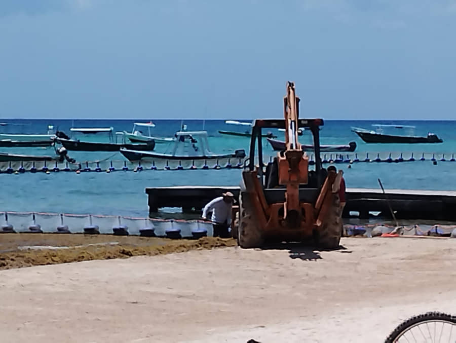 Acopian sargazo junto al manglar, se ve hasta por satélite