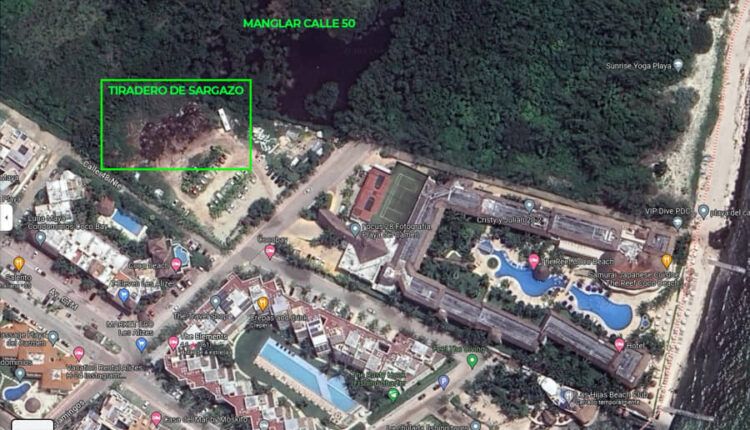 Acopian sargazo junto al manglar, se ve hasta por satélite