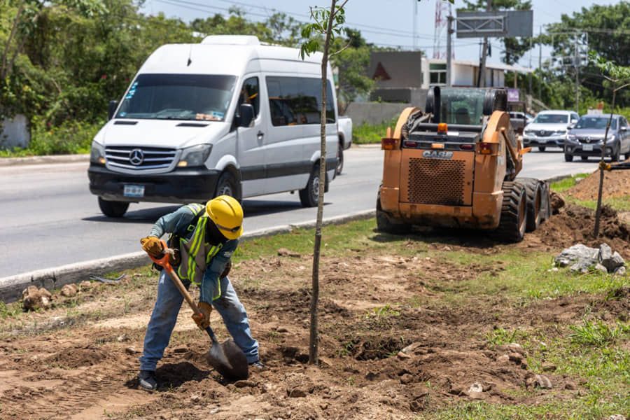 Reforesta Gobierno municipal camellón de la carretera federal