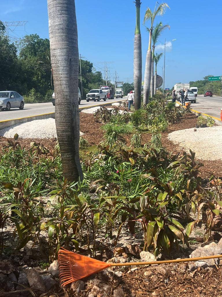 Reforesta Gobierno municipal camellón de la carretera federal