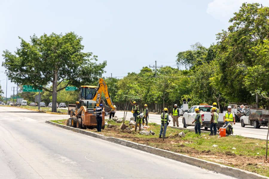 Reforesta Gobierno municipal camellón de la carretera federal