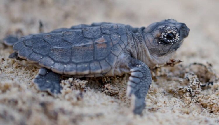 Sargazo reduce nidos de tortuga en Mahahual y altera el desove en la Costa Maya
