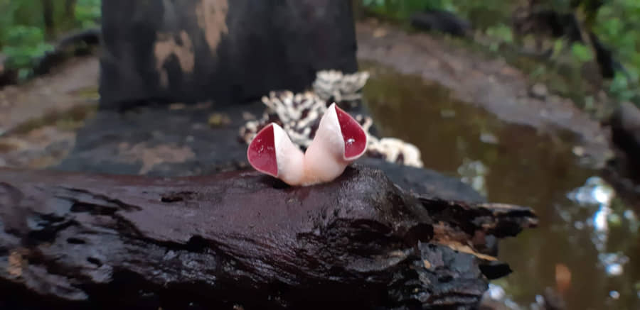 Llevarán a cabo el Primer Coloquio de la Diversidad de Algas y Hongos