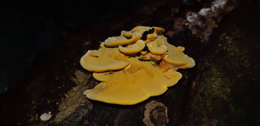 Llevarán a cabo el Primer Coloquio de la Diversidad de Algas y Hongos