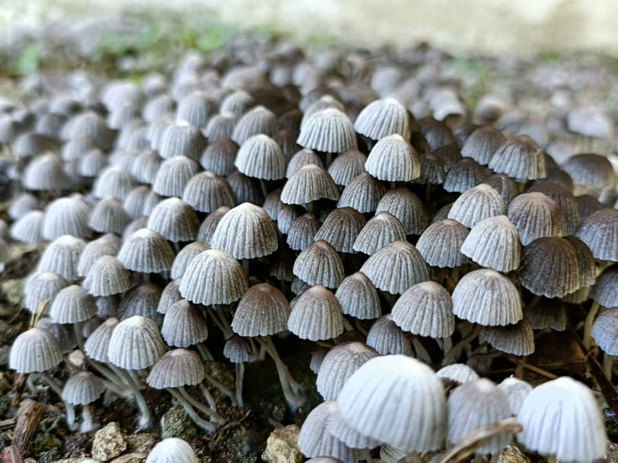 Llevarán a cabo el Primer Coloquio de la Diversidad de Algas y Hongos