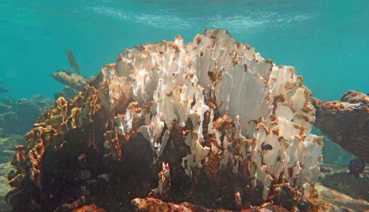 Arrecifes de coral en riesgo por calentamiento global