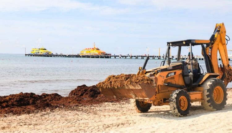Playa Norte en Isla Mujeres se mantiene como la más limpia y Playa del Carmen concentra el mayor recale de sargazo