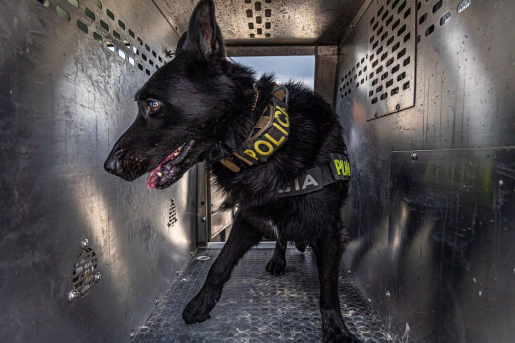 Binomios caninos refuerzan la seguridad en Solidaridad