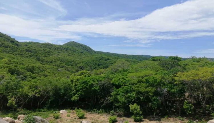 "Otis" devastó la selva de Acapulco