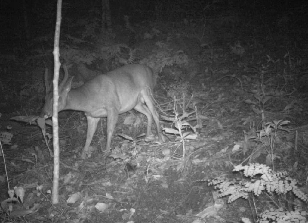"Otis" devastó la selva de Acapulco