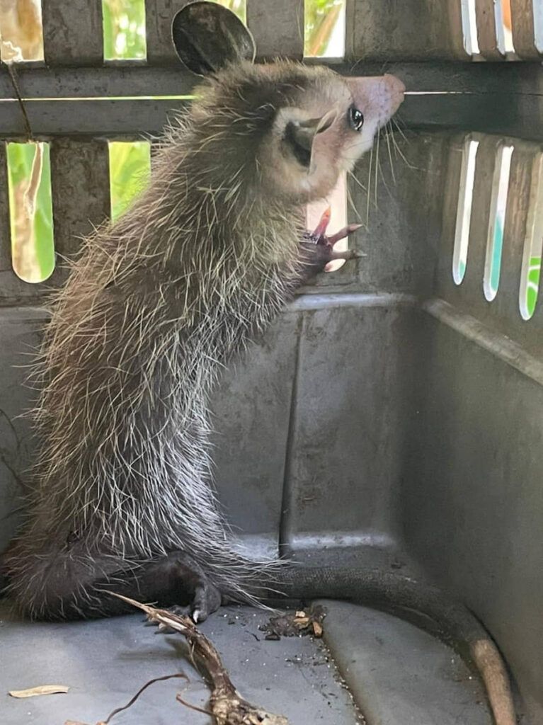 Programa de rescate y reubicación de fauna silvestre puso a salvo a 165 especies