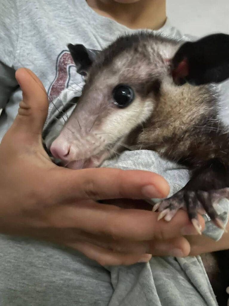 Programa de rescate y reubicación de fauna silvestre puso a salvo a 165 especies