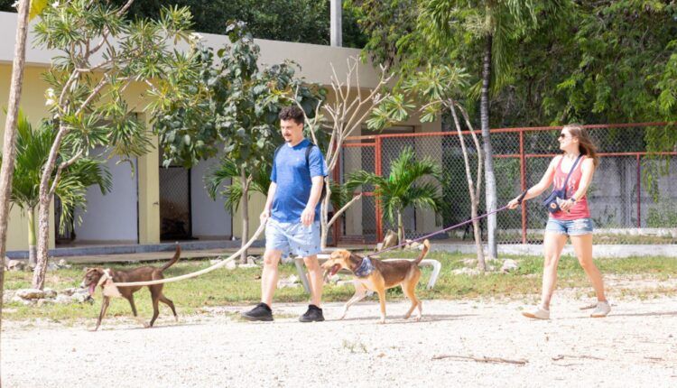 Dan atención integral a mascotas en Solidaridad