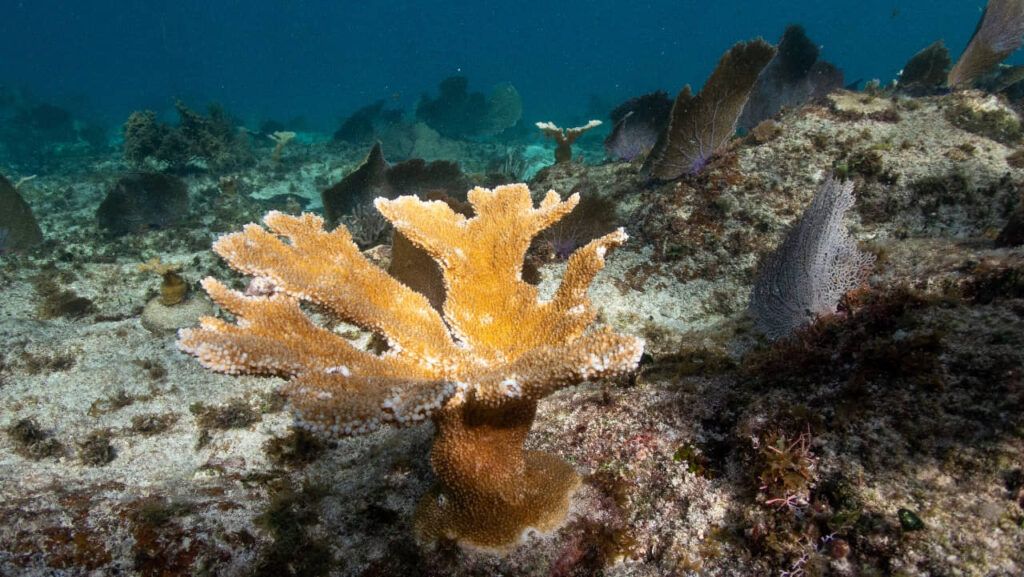 Realizan monitoreo, mantenimiento y limpieza en arrecifes