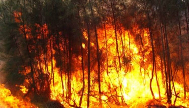 Incendios forestales contaminan cuerpos de agua hasta por ocho años, revela estudio