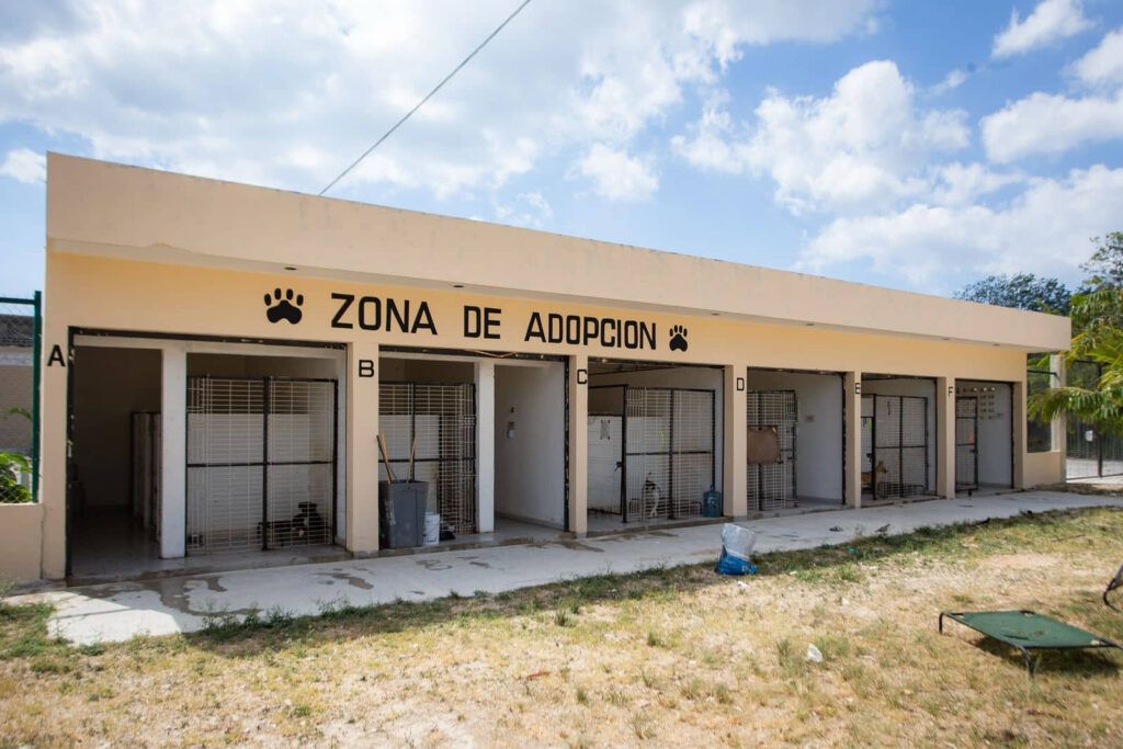 Con Estefanía Mercado al frente, Playa del Carmen está a un paso de hacer historia con su primera clínica gratuita para animales