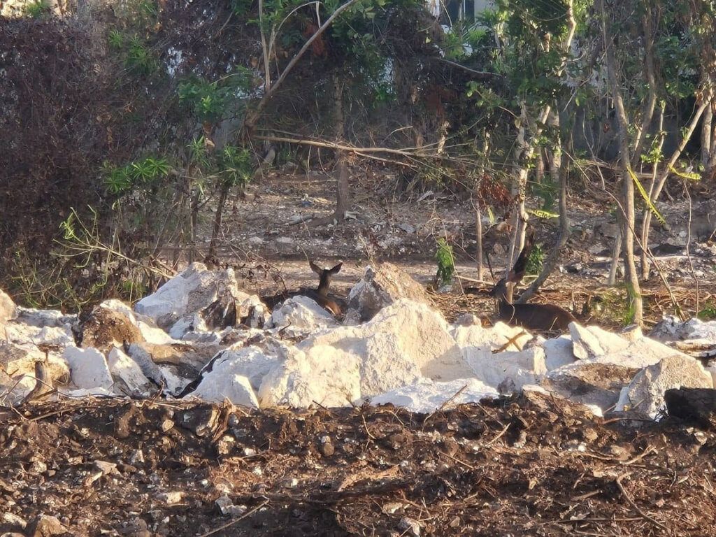Clausura Medio Ambiente de Playa del Carmen predio en Playacar
