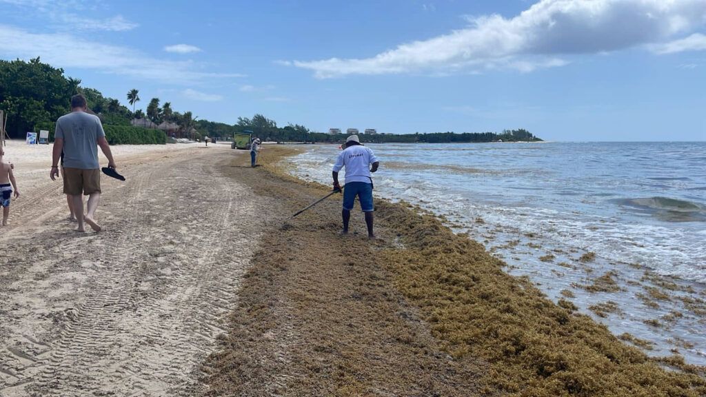 Implementan 10 centros de acopio en el litoral costero para agilizar recolección de sargazo