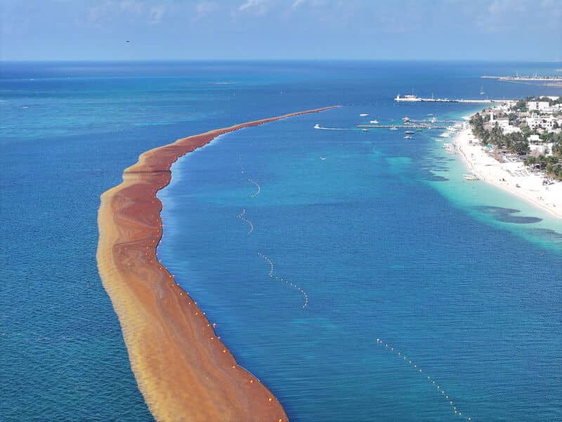 Intensifica Semar lucha contra el sargazo en el Caribe mexicano