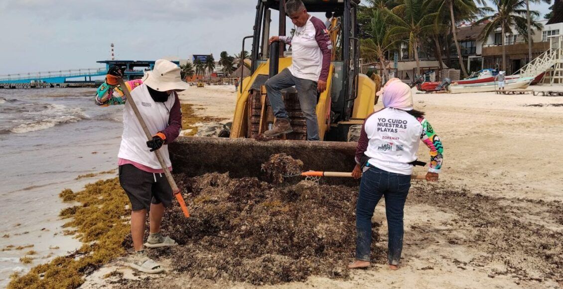 Gobierno federal busca recolectar sargazo en altamar para procesarlo en Quintana Roo
