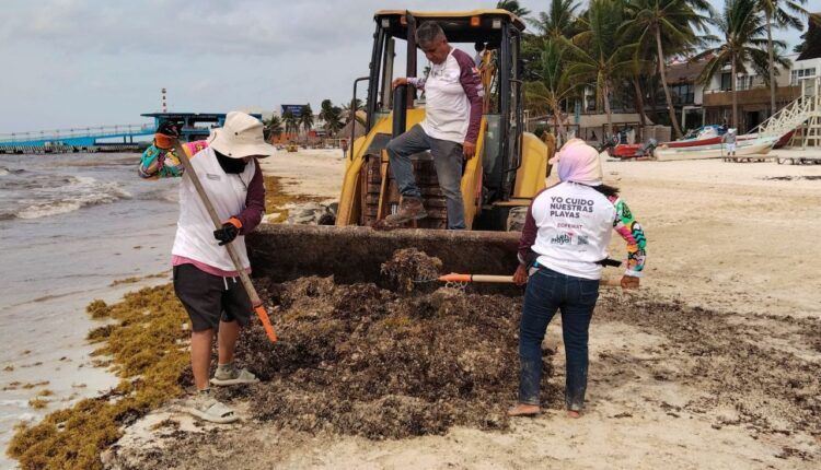 Gobierno federal busca recolectar sargazo en altamar para procesarlo en Quintana Roo