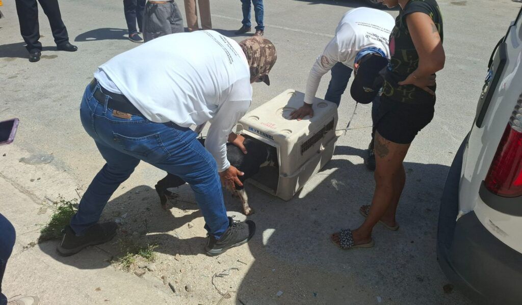 En Playa del Carmen, tolerancia cero al maltrato animal: Gobierno de Estefanía Mercado