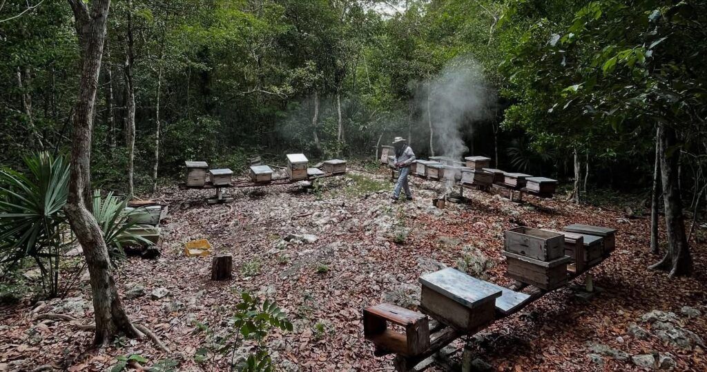 Impulsa Gobierno de Estefanía Mercado campaña contra plaga que amenaza a las abejas y al campo de Playa del Carmen