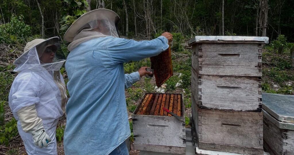 Impulsa Gobierno de Estefanía Mercado campaña contra plaga que amenaza a las abejas y al campo de Playa del Carmen