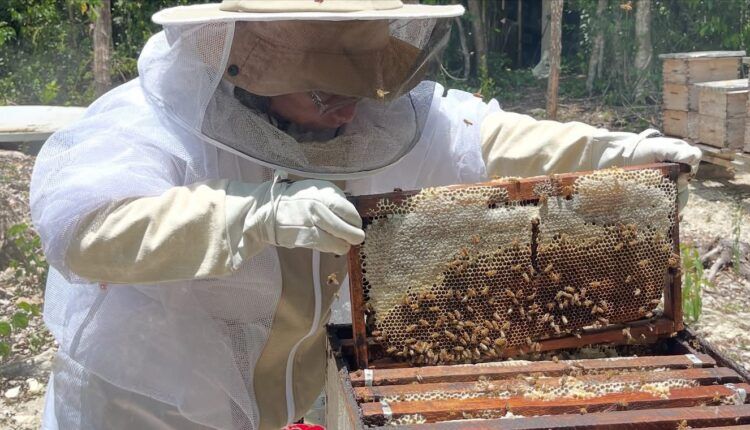 Impulsa Gobierno de Estefanía Mercado campaña contra plaga que amenaza a las abejas y al campo de Playa del Carmen