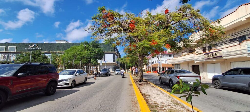 Estefanía Mercado: “La avenida 10 tendrá más árboles, no caigan en fake news”