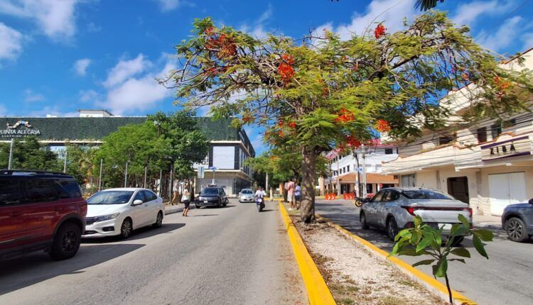 Estefanía Mercado: “La avenida 10 tendrá más árboles, no caigan en fake news”