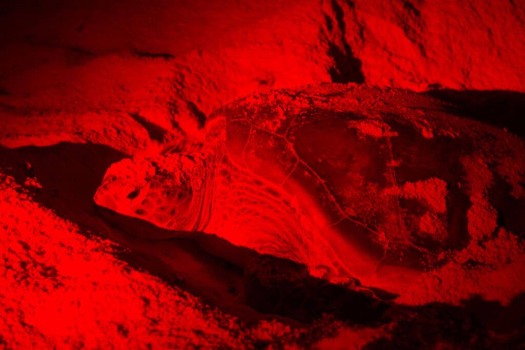 Aprenden niñas y niños sobre el cielo y el mar en “Tortugas y Constelaciones” en Punta Sur