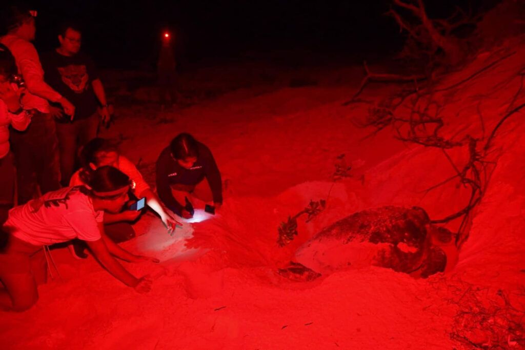 Voluntarios Recolectan 2,448 kg de Residuos para Proteger a las Tortugas en Punta Sur