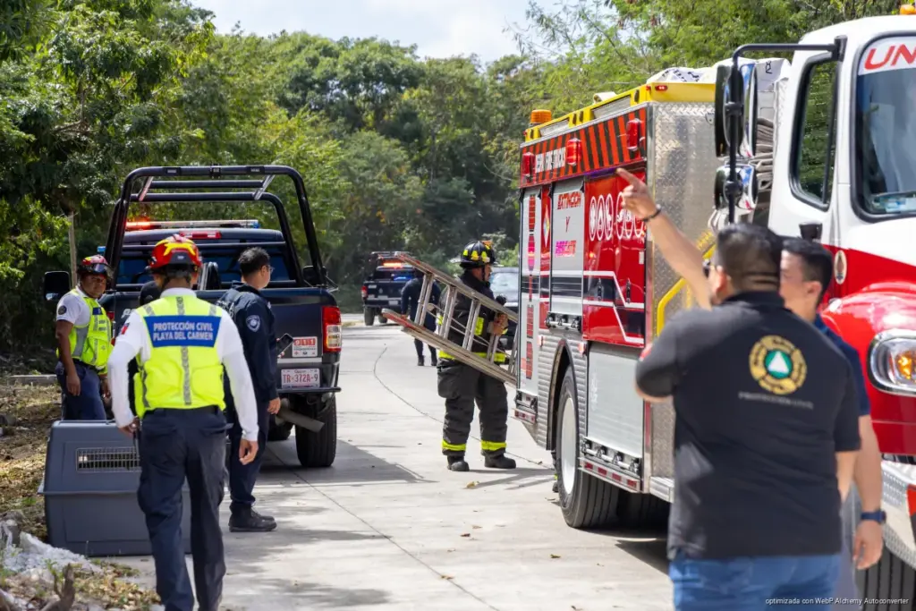 Encabeza Estefanía Mercado rescate emergente y abre expediente por abandono de cuatro “lomitos”