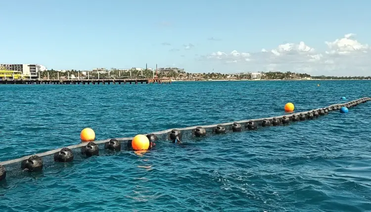 Inicia colocación de barreras antisargazo en 5 kilómetros de litoral de Playa del Carmen