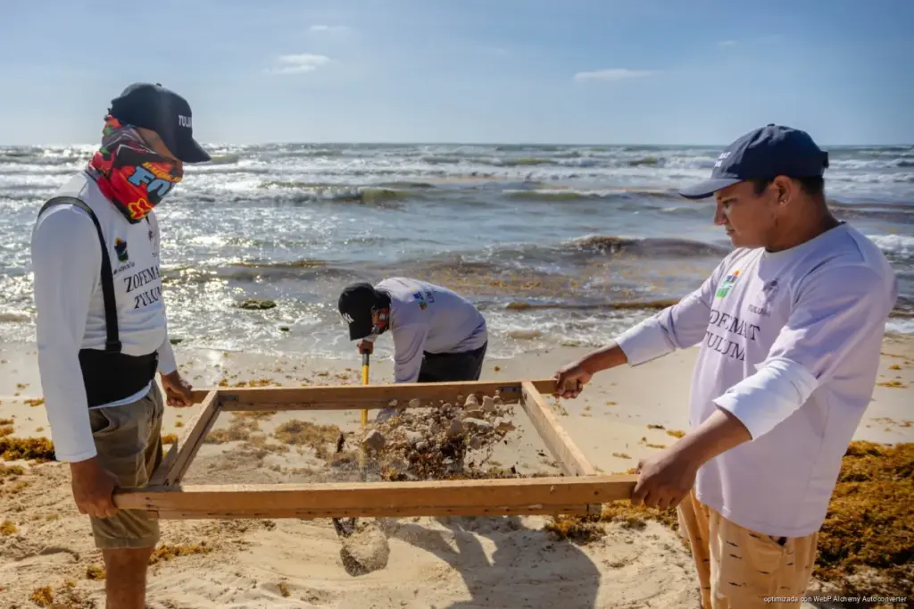 Refuerza Gobierno de Tulum estrategia integral contra el sargazo y limpieza de playas