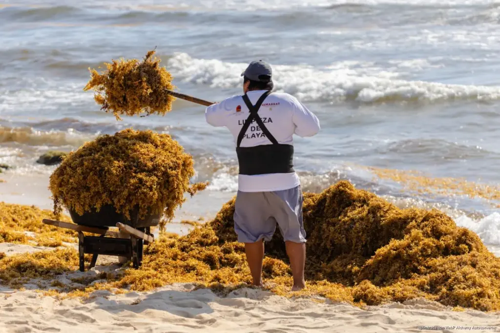 Refuerza Gobierno de Tulum estrategia integral contra el sargazo y limpieza de playas