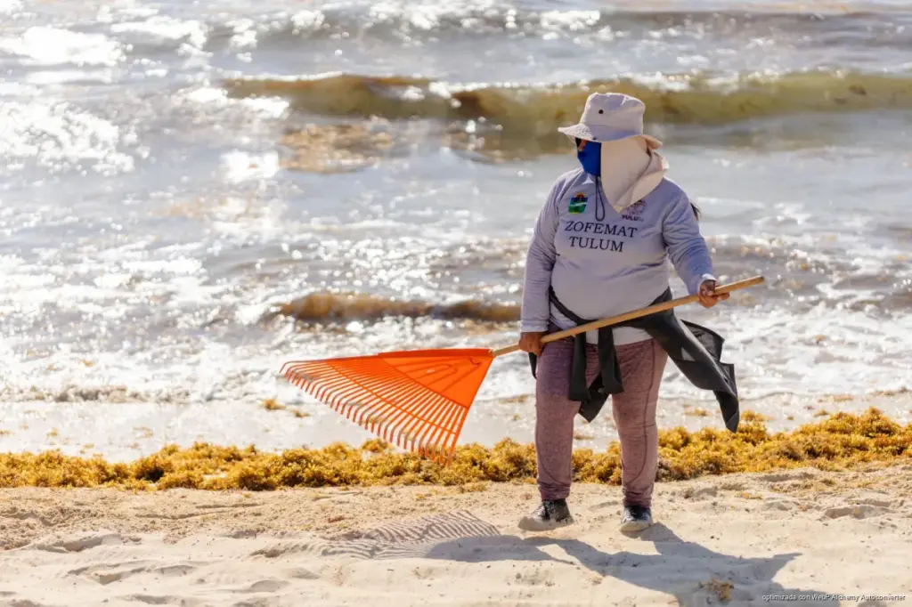 Refuerza Gobierno de Tulum estrategia integral contra el sargazo y limpieza de playas